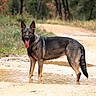 dog, german_shepherd, muddy_puddle, forest, trail, outdoor, animal, canine, tongue_out, ears_up, standing, nature, path, wet, mud, greenery, summer, adventure, pet, happy