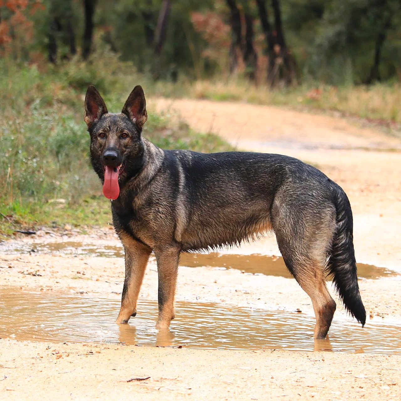 Vaïka a rejoint le concours — aidez-le/la à gagner de superbes lots ! dog, german_shepherd, muddy_puddle, forest, trail, outdoor, animal, canine, tongue_out, ears_up, standing, nature, path, wet, mud, greenery, summer, adventure, pet, happy
