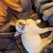 Coconut joined the competition — help win amazing prizes! cat, animal, pet, feline, fur, collar, bell, blanket, fabric, texture, cozy, indoor, resting, cute, whiskers, ears, eyes, comfort, relaxed, closeup