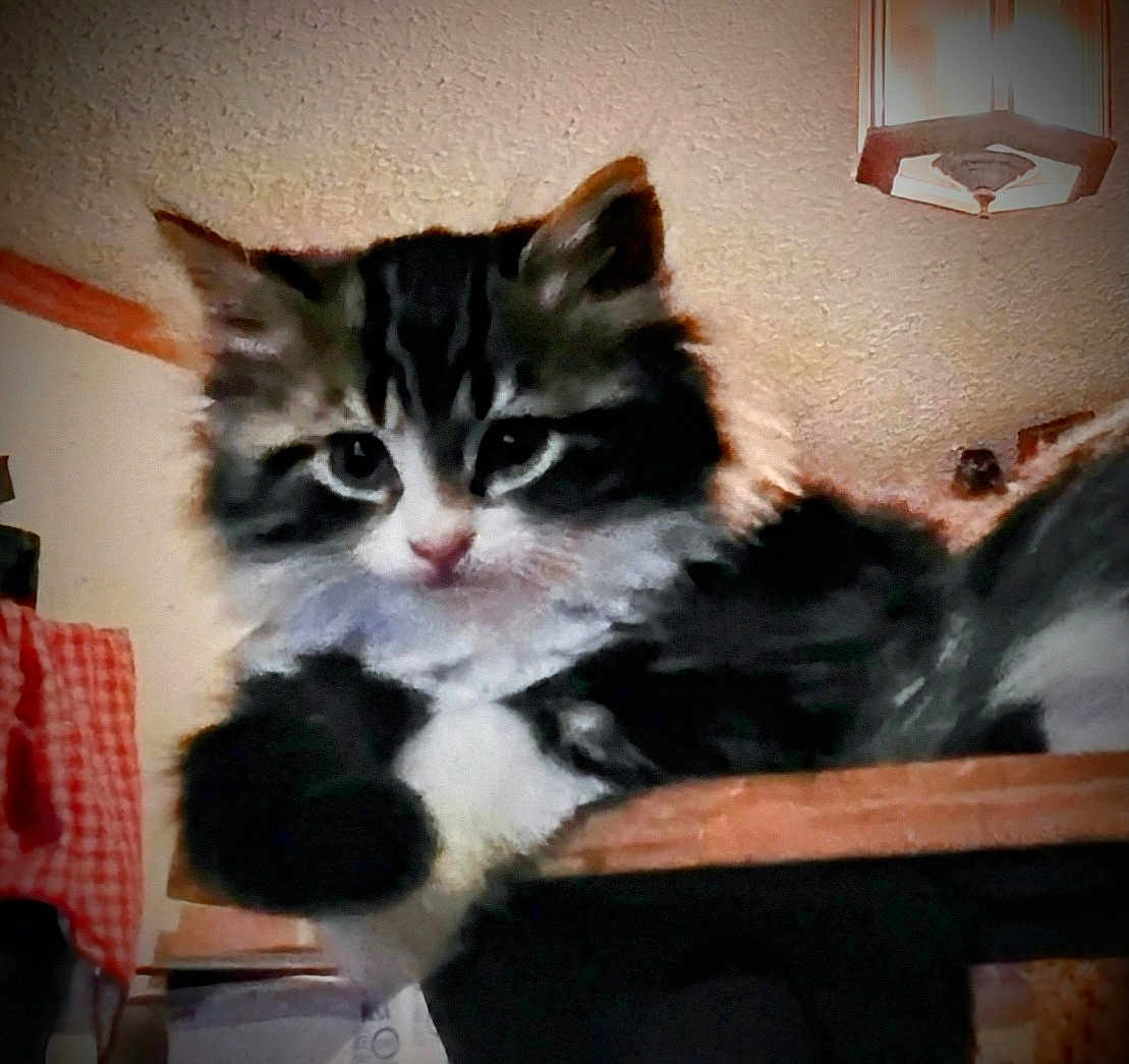 Beans joined the competition — help win amazing prizes! animal, black_and_white, cat, closeup, cozy, curious, cute, domestic, feline, fluffy, fur, indoor, kitten, lamp, pet, relaxed, table, whiskers, wood, young