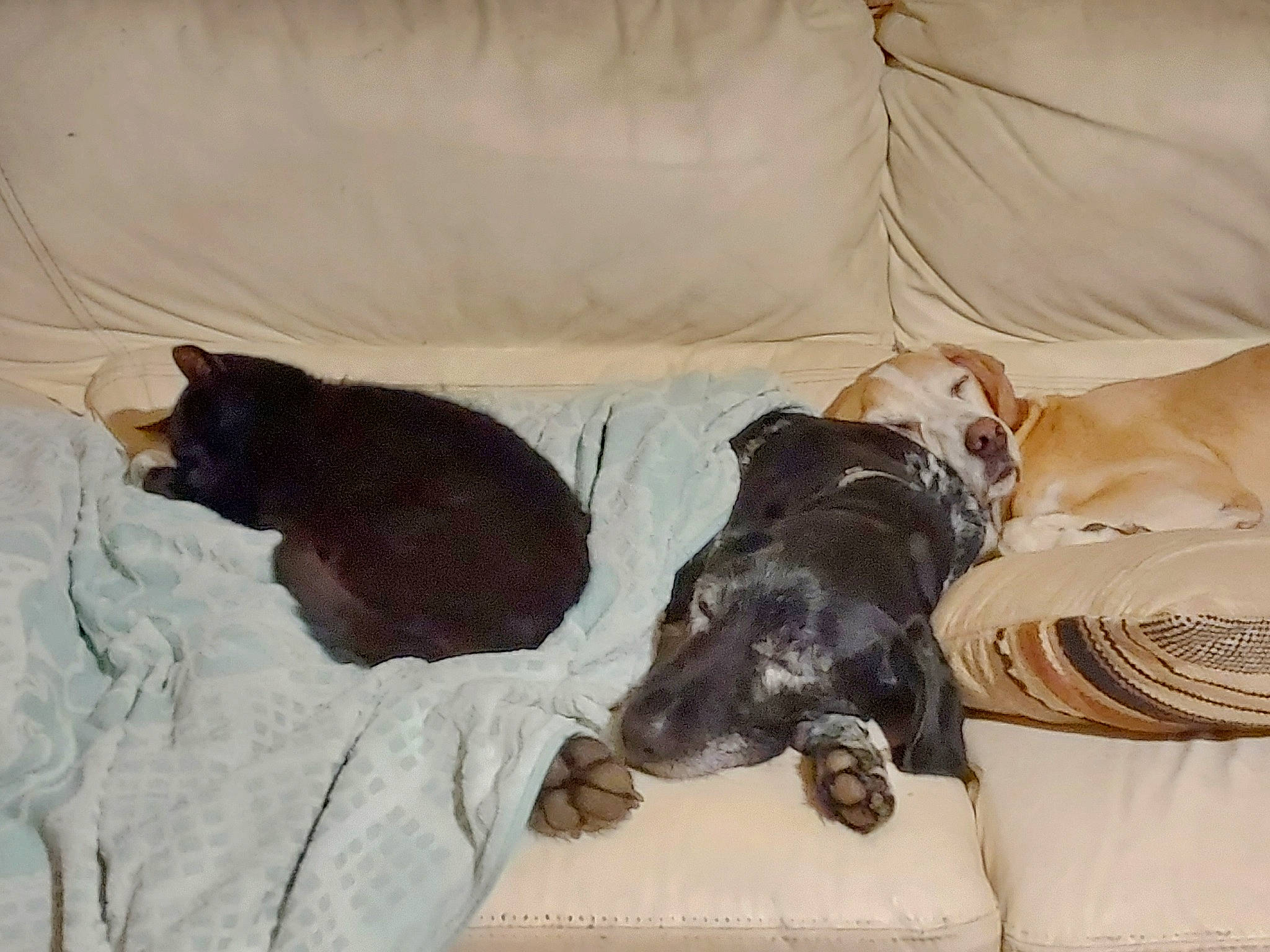 Alcide participe au concours pour gagner de l'argent avec cette photo : bed, bedding, canidae, carnivore, comfort, companion_dog, couch, dog, dog_breed, dog_supply, fawn, fur, guard_dog, linens, liver, nap, room, sporting_group, tail, working_animal