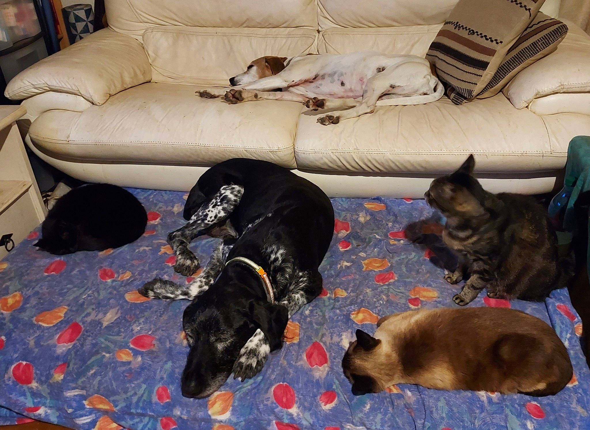 Alcide a rejoint le concours — aidez-le/la à gagner de superbes lots ! canidae, carnivore, chair, comfort, companion_dog, couch, dog, dog_breed, dog_supply, felidae, flooring, fur, guard_dog, living_room, pet_supply, small_to_medium_sized_cats, sporting_group, tail, whiskers, working_animal