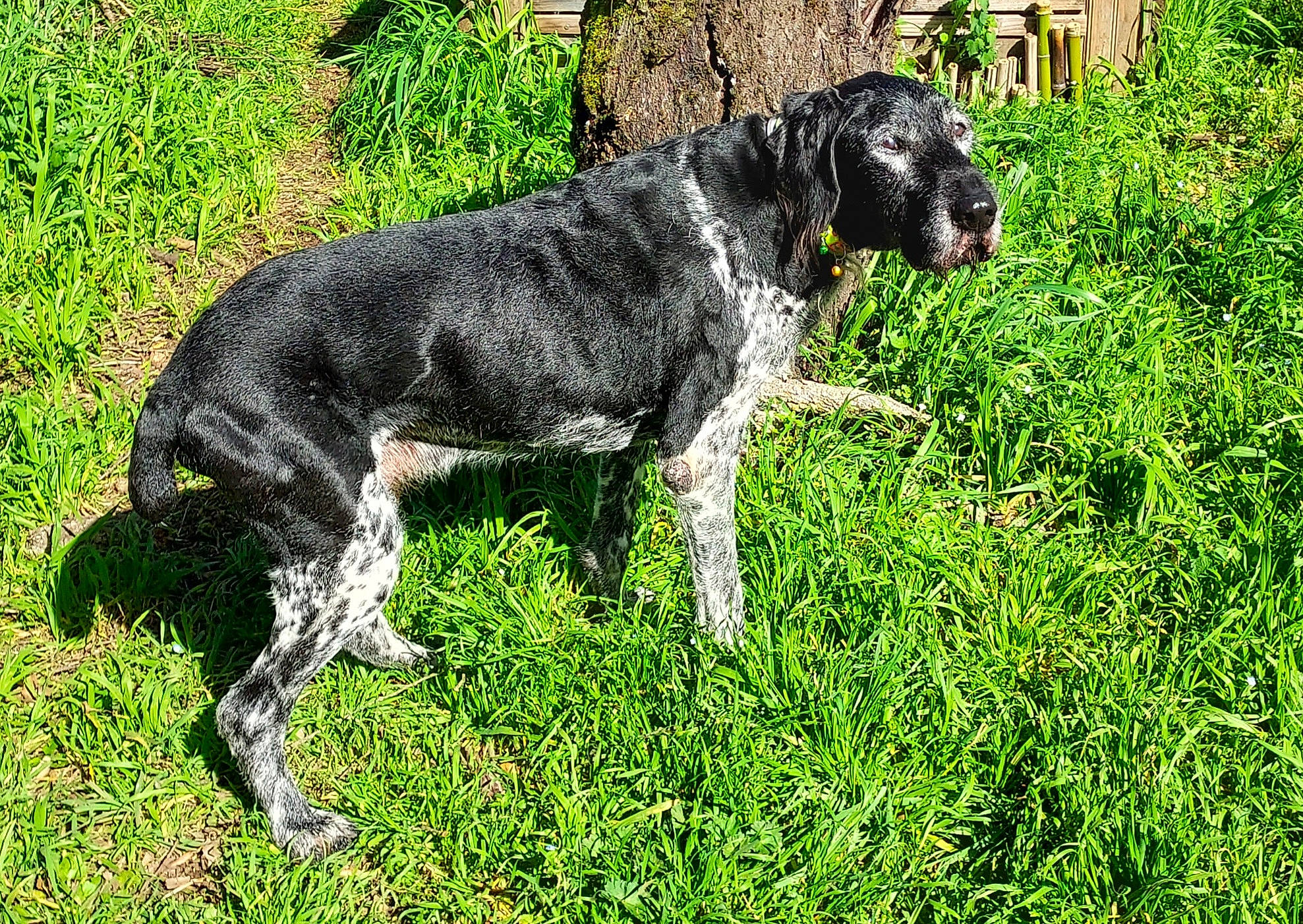 Alcide a rejoint le concours — aidez-le/la à gagner de superbes lots ! companion_dog, dog, dog_breed, grass, grassland, groundcover, gun_dog, non_sporting_group, plant, tail, terrestrial_animal, working_animal, working_dog