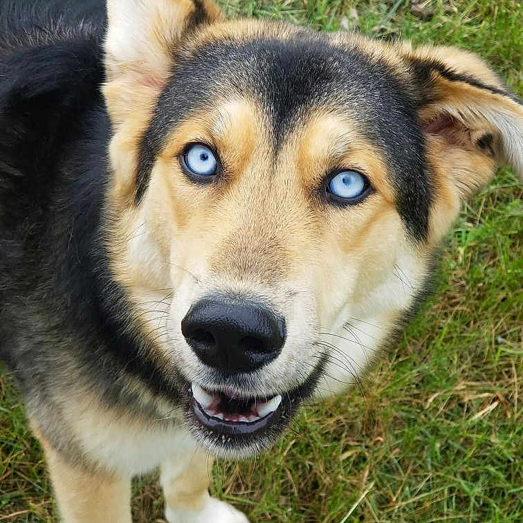 Bear is registered to the contest to win money with this photo: animal, black_fur, blue_eyes, canine, close_up, dog, ears_up, friendly, fur, grass, happy, looking_up, muzzle, nature, outdoor, pet, portrait, smiling, tan_fur, white_paws