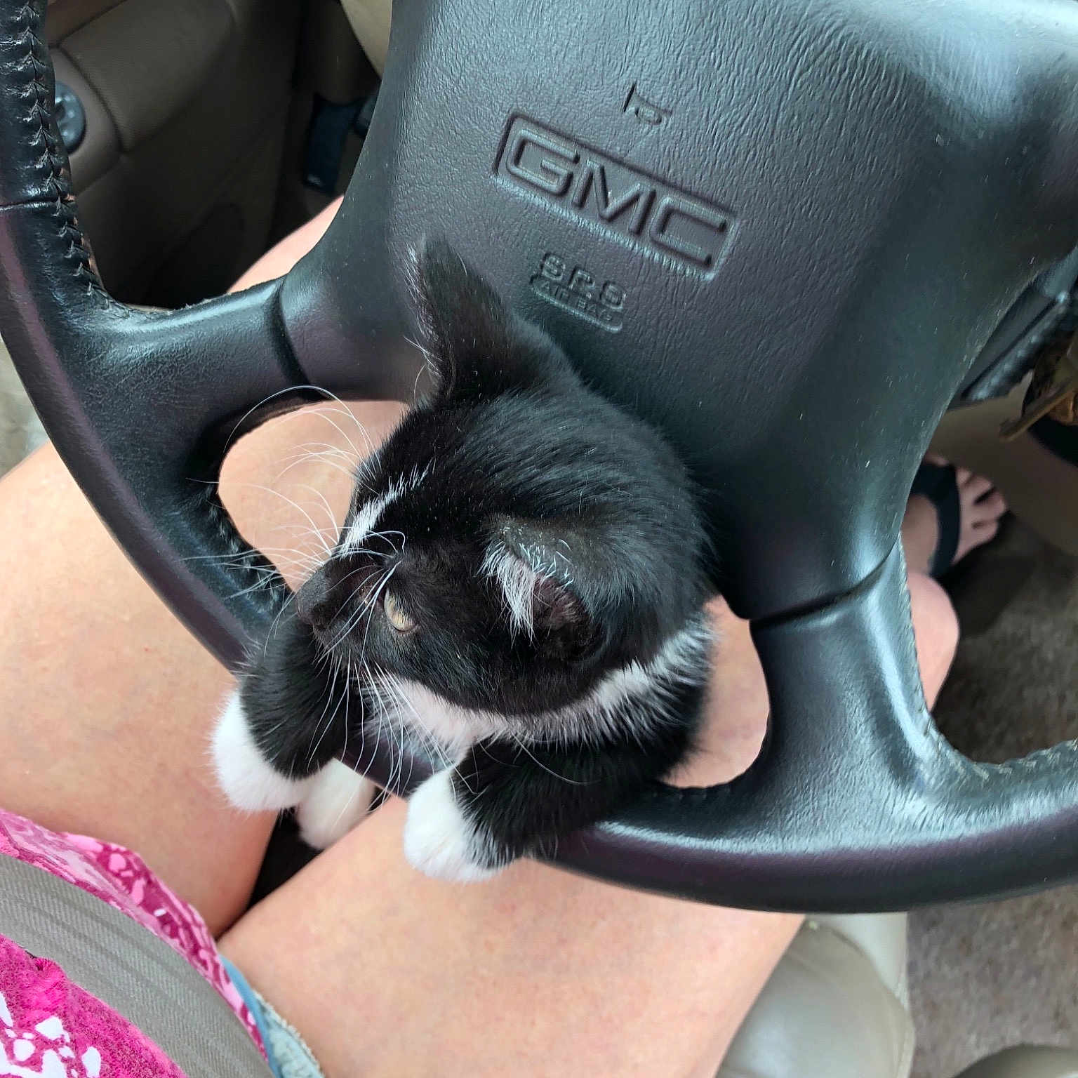 Boss is registered to the contest to win money with this photo: auto_part, car, car_seat, car_seat_cover, cat, cat_like_mammal, family_car, kitten, small_to_medium_sized_cats, snout, steering_part, steering_wheel, vehicle_door