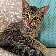 Gnocchi participe au concours pour gagner de l'argent avec cette photo : animal, cat, closeup, couch, cozy, cute, ears, feline, fur, indoor, kitten, pet, pillow, relaxed, resting, striped, tabby, tongue_out, whiskers, young