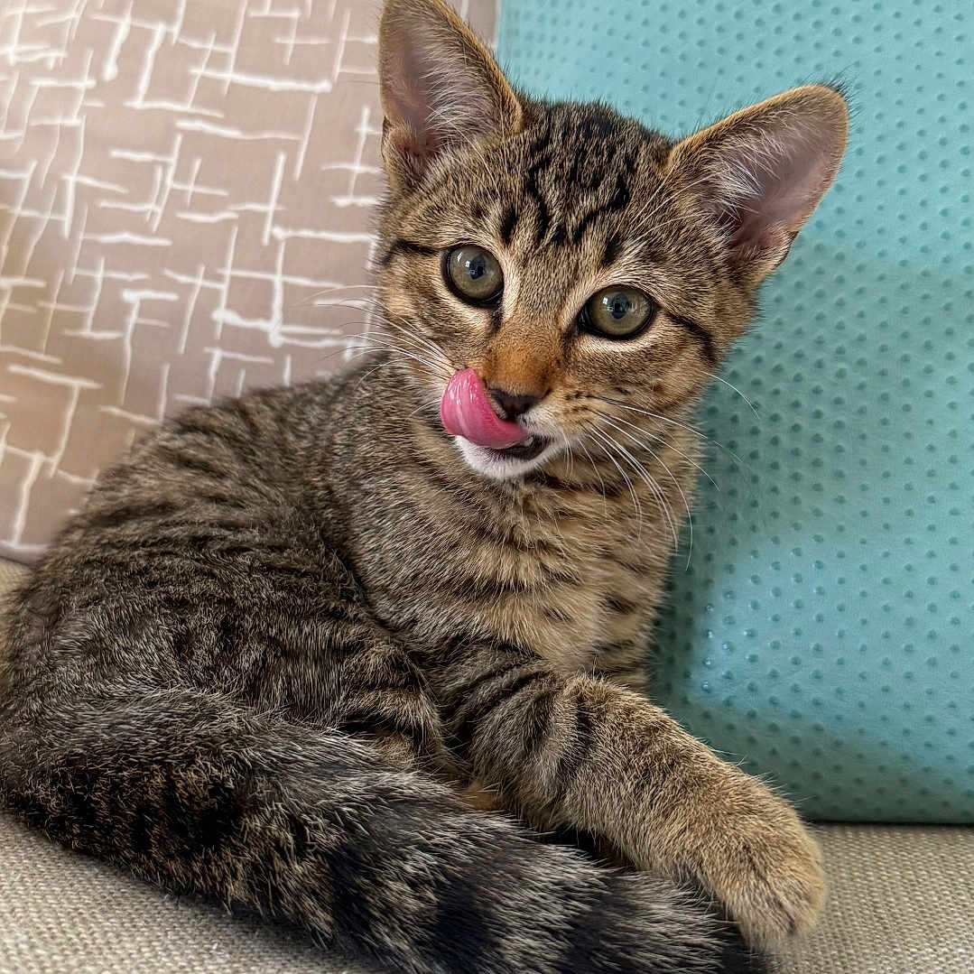 Gnocchi participe au concours pour gagner de l'argent avec cette photo : animal, cat, closeup, couch, cozy, cute, ears, feline, fur, indoor, kitten, pet, pillow, relaxed, resting, striped, tabby, tongue_out, whiskers, young