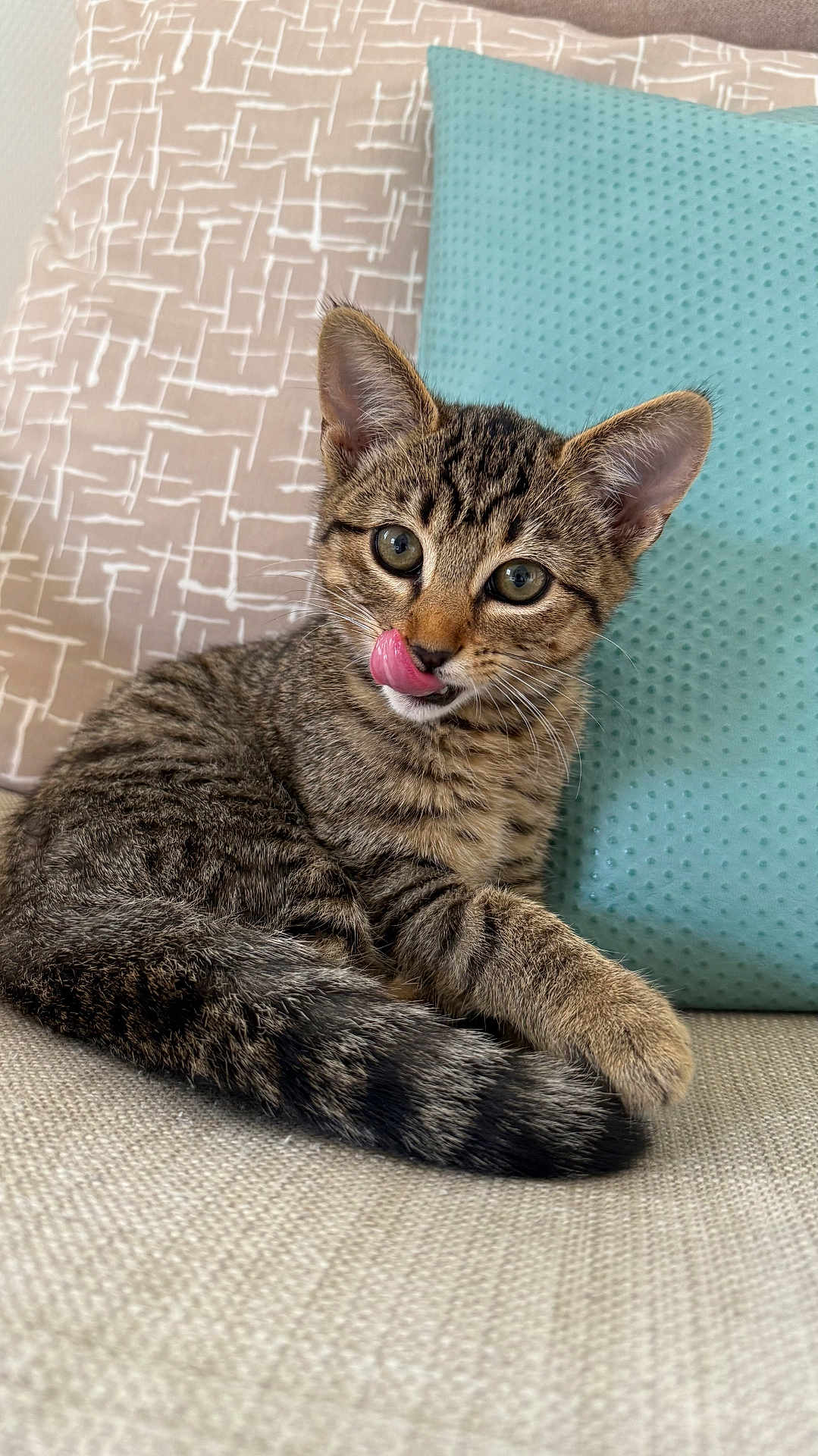 Gnocchi participe au concours pour gagner de l'argent avec cette photo : animal, cat, closeup, couch, cozy, cute, ears, feline, fur, indoor, kitten, pet, pillow, relaxed, resting, striped, tabby, tongue_out, whiskers, young
