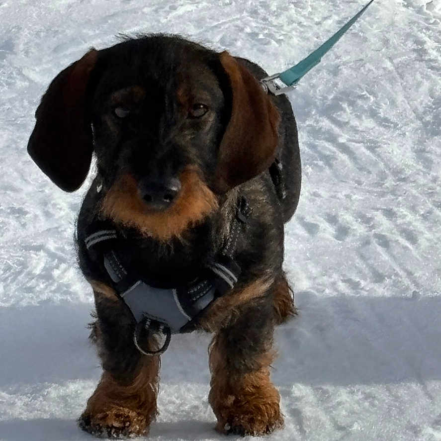 Vaya a rejoint le concours — aidez-le/la à gagner de superbes lots ! accessories, airedale, animal, canine, collar, dog, face, head, hound, leash, nature, outdoors, person, pet, photography, portrait, puppy, rope, strap, terrier