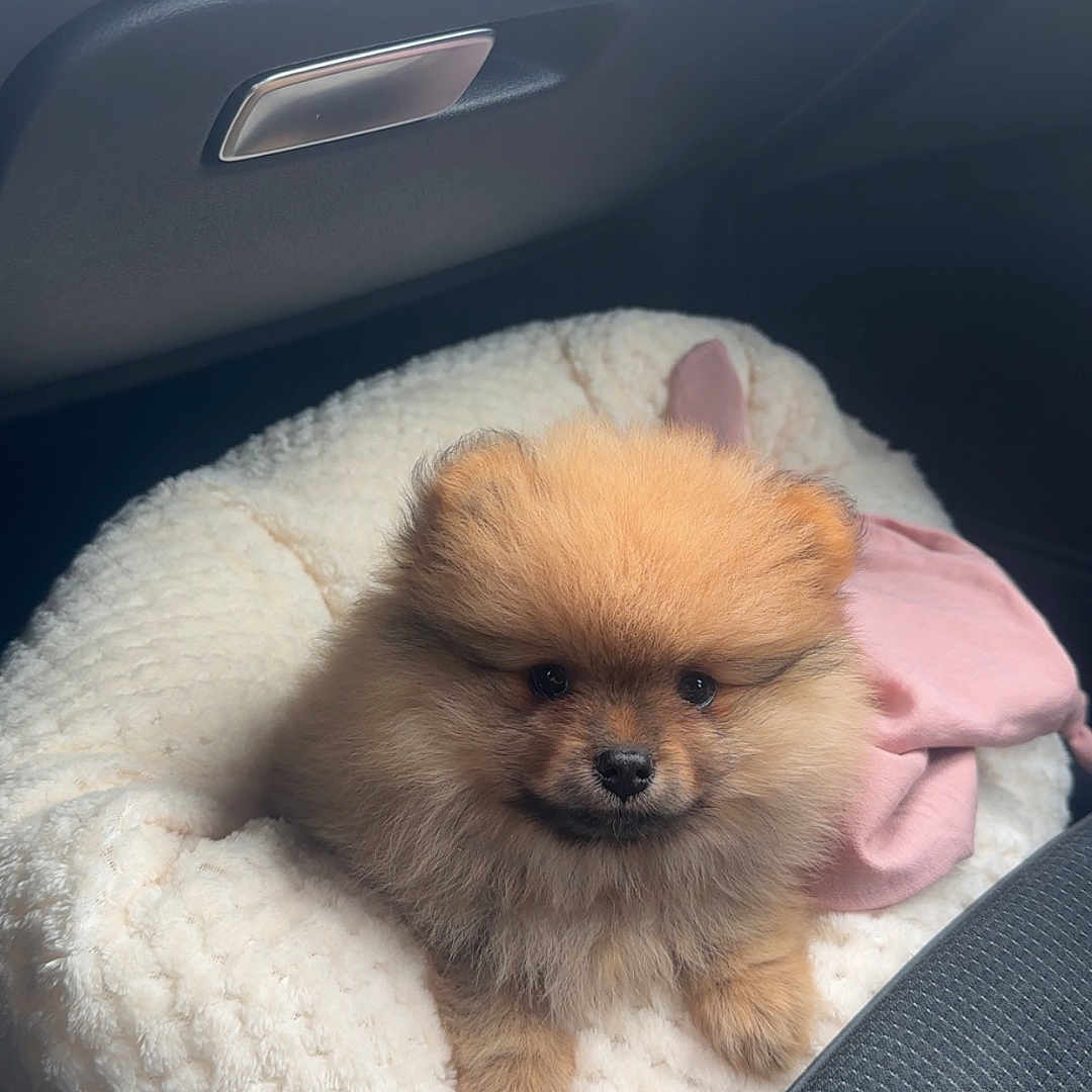 Vicky a rejoint le concours — aidez-le/la à gagner de superbes lots ! animal, blanket, canine, car, car_interior, carseat, cockerspaniel, couch, cushion, dog, furniture, homedecor, papillon, person, pet, puppy, sleeping, terrier, transportation, vehicle