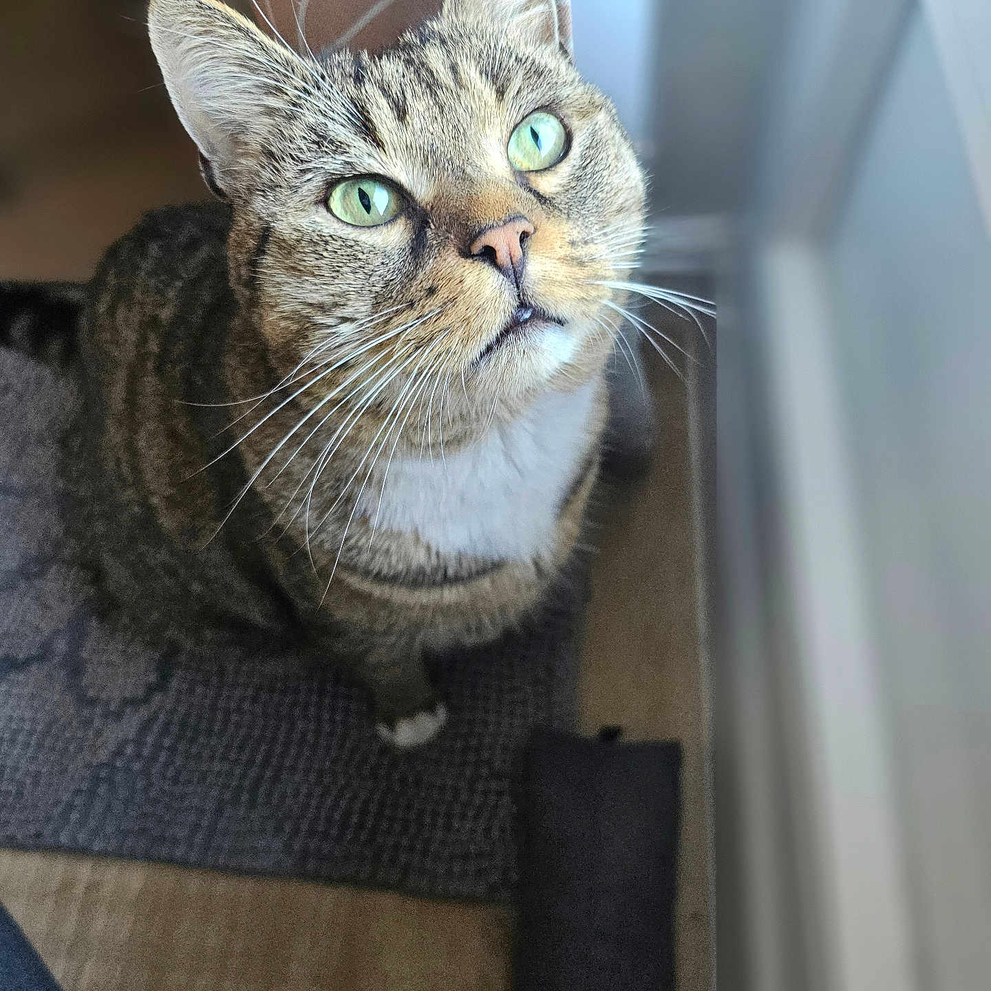 Zazou a rejoint le concours — aidez-le/la à gagner de superbes lots ! abyssinian, animal, cat, couch, egyptiancat, furniture, kitten, manx, pet, siamese