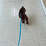 Smudge is registered to the contest to win money with this photo: dog, leash, walking, floor, tile_floor, brown_dog, blue_leash, pet, animal, indoor, person_legs, two_dogs, walking_dog, fur, small_dog, looking_back, sidewalk, pavement, companion, canine