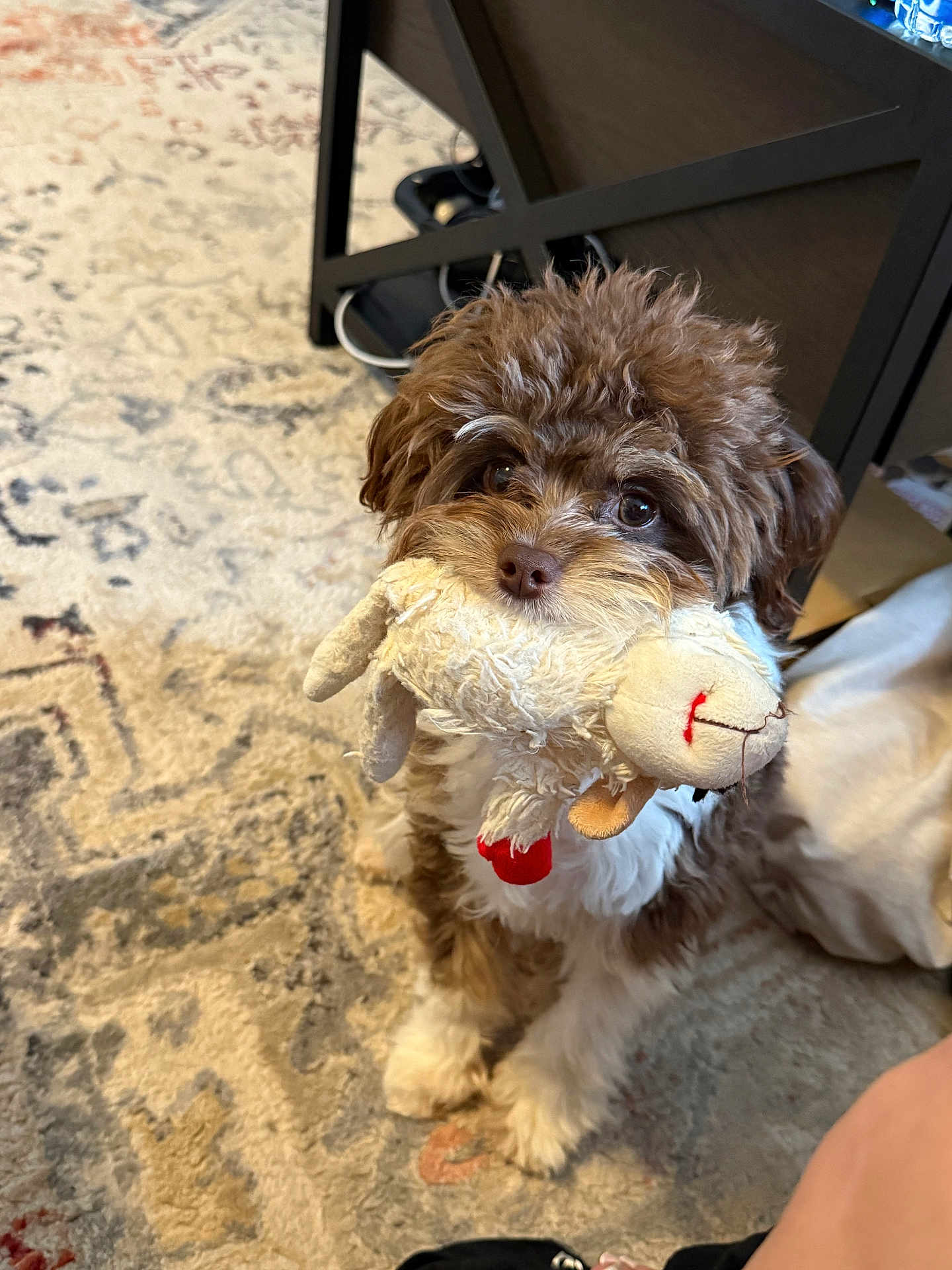 Smudge is registered to the contest to win money with this photo: dog, toy, stuffed_animal, indoor, carpet, brown, white, curly_fur, pet, looking_up, cute, small_dog, floor, furniture, home, animal, playful, soft_toy, companion, adorable