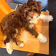 Smudge joined the competition — help win amazing prizes! dog, puppy, brown, white, fur, wooden_chair, paw, indoor, carpet, person, leg, casual, looking_up, curious, cute, pet, companion, relaxed, fluffy, home