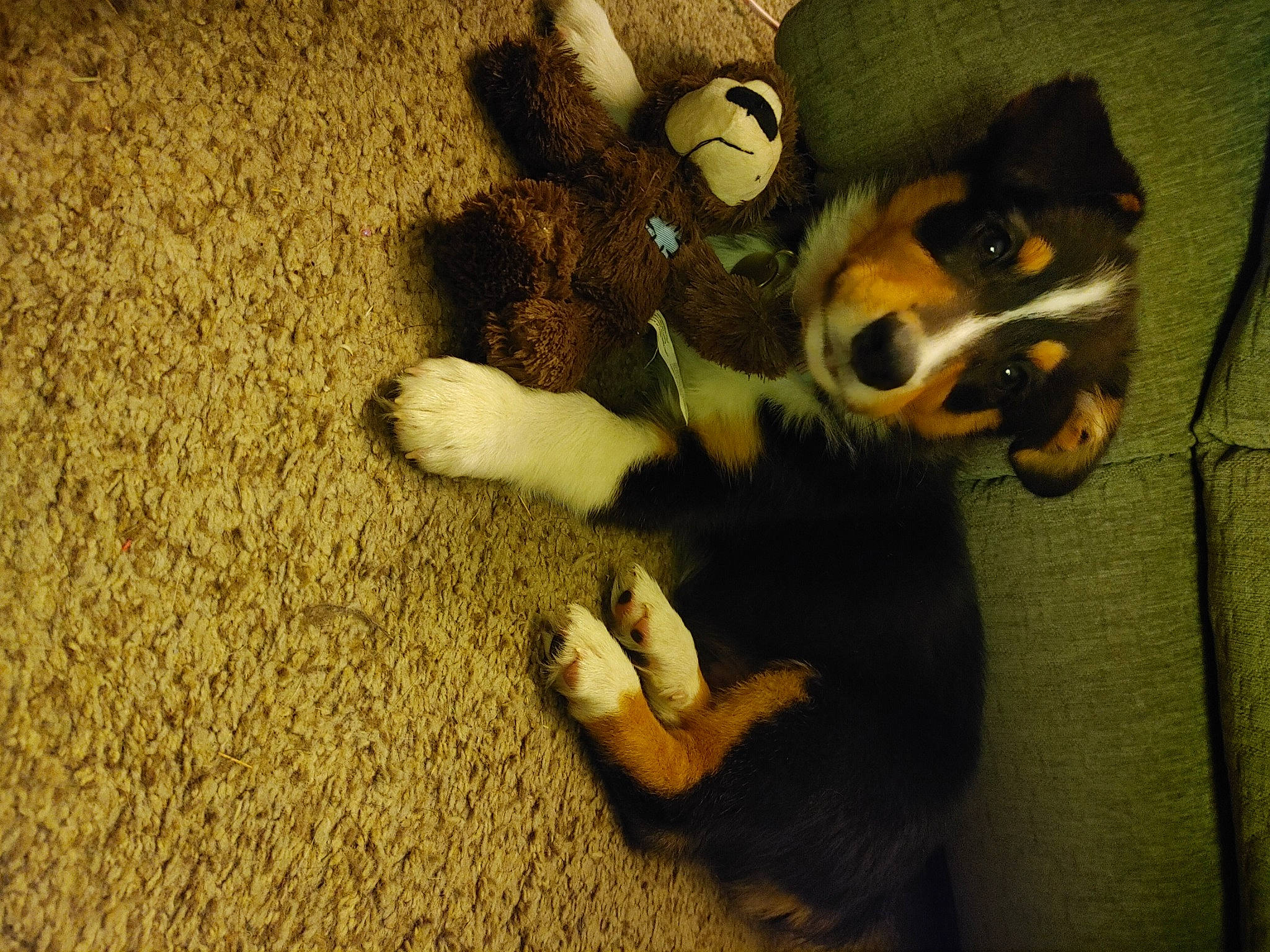 Duncan is registered to the contest to win money with this photo: canidae, carnivore, companion_dog, dog, dog_breed, dog_toy, fawn, felidae, flooring, fur, paw, shadow, snout, sporting_group, tail, terrestrial_animal, toy, toy_dog, whiskers, working_animal