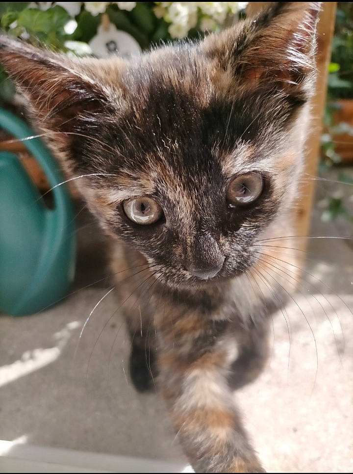 Chamallow a rejoint le concours — aidez-le/la à gagner de superbes lots ! black_cat, carnivore, cat, claw, domestic_short_haired_cat, fawn, felidae, fur, iris, paw, plant, small_to_medium_sized_cats, snout, tail, terrestrial_animal, tree, whiskers, wildlife, window