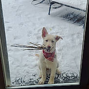 Winter joined the competition — help win amazing prizes! dog, white_dog, bandana, sticks, snow, glass_door, scratches, paw_prints, outdoor_furniture, chair, table, playful, pet, winter, cold, animal, looking, sitting, front_door, canine