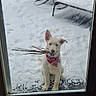 dog, white_dog, bandana, sticks, snow, glass_door, scratches, paw_prints, outdoor_furniture, chair, table, playful, pet, winter, cold, animal, looking, sitting, front_door, canine
