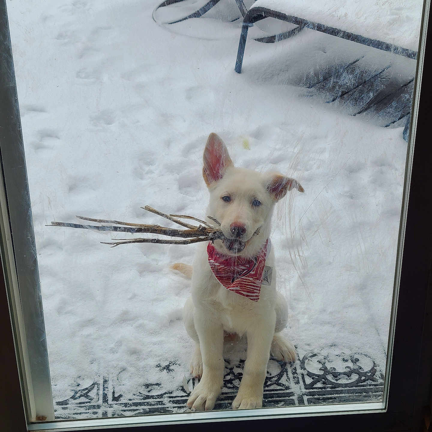 Winter joined the competition — help win amazing prizes! dog, white_dog, bandana, sticks, snow, glass_door, scratches, paw_prints, outdoor_furniture, chair, table, playful, pet, winter, cold, animal, looking, sitting, front_door, canine