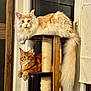cat, maine_coon, feline, pet, indoor, cat_tree, window, fur, fluffy_tail, orange_cat, cream_cat, resting, curious, animal, domestic, mammal, whiskers, ears, claws, wooden_table