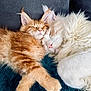 cat, sleeping, fluffy, cozy, snuggling, ginger_cat, white_cat, feline, pets, close_up, blanket, couch, indoor, relaxation, cute, fur, animal, companionship, rest, comfort