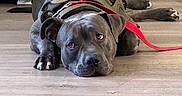 Bronny joined the competition — help win amazing prizes! animal, calm, canine, close_up, dog, dog_bed, domestic_animal, floor, gray_dog, harness, home, indoor, leash, looking_at_camera, lying_down, mammal, pet, quiet, resting, wooden_floor