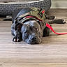 animal, calm, canine, close_up, dog, dog_bed, domestic_animal, floor, gray_dog, harness, home, indoor, leash, looking_at_camera, lying_down, mammal, pet, quiet, resting, wooden_floor