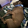 animal, blanket, blue_collar, brown_dog, canine, comfort, couch, cozy, dog, domestic_animal, fur, furniture, home, indoor, laying_down, pet, relaxation, resting, sleeping, snug