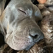 Bronny is registered to the contest to win money with this photo: dog, sleeping, close_up, nose, fur, blanket, texture, cozy, resting, pet, animal, canine, relaxed, indoors, comfort, soft, face, snout, peaceful, warm