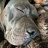 dog, sleeping, close_up, nose, fur, blanket, texture, cozy, resting, pet, animal, canine, relaxed, indoors, comfort, soft, face, snout, peaceful, warm