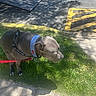 Bronny is registered to the contest to win money with this photo: dog, canine, pet, outdoor, grass, sidewalk, collar, harness, shadow, sunlight, tree_shadow, leash, pavement, daylight, animal, cute, walking, nature, park, quiet