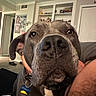 Bronny joined the competition — help win amazing prizes! black, brown, canine, close_up, collar, couch, dog, ears, face, fur, home, indoor, living_room, nose, person, pet, portrait, sitting, tag, white