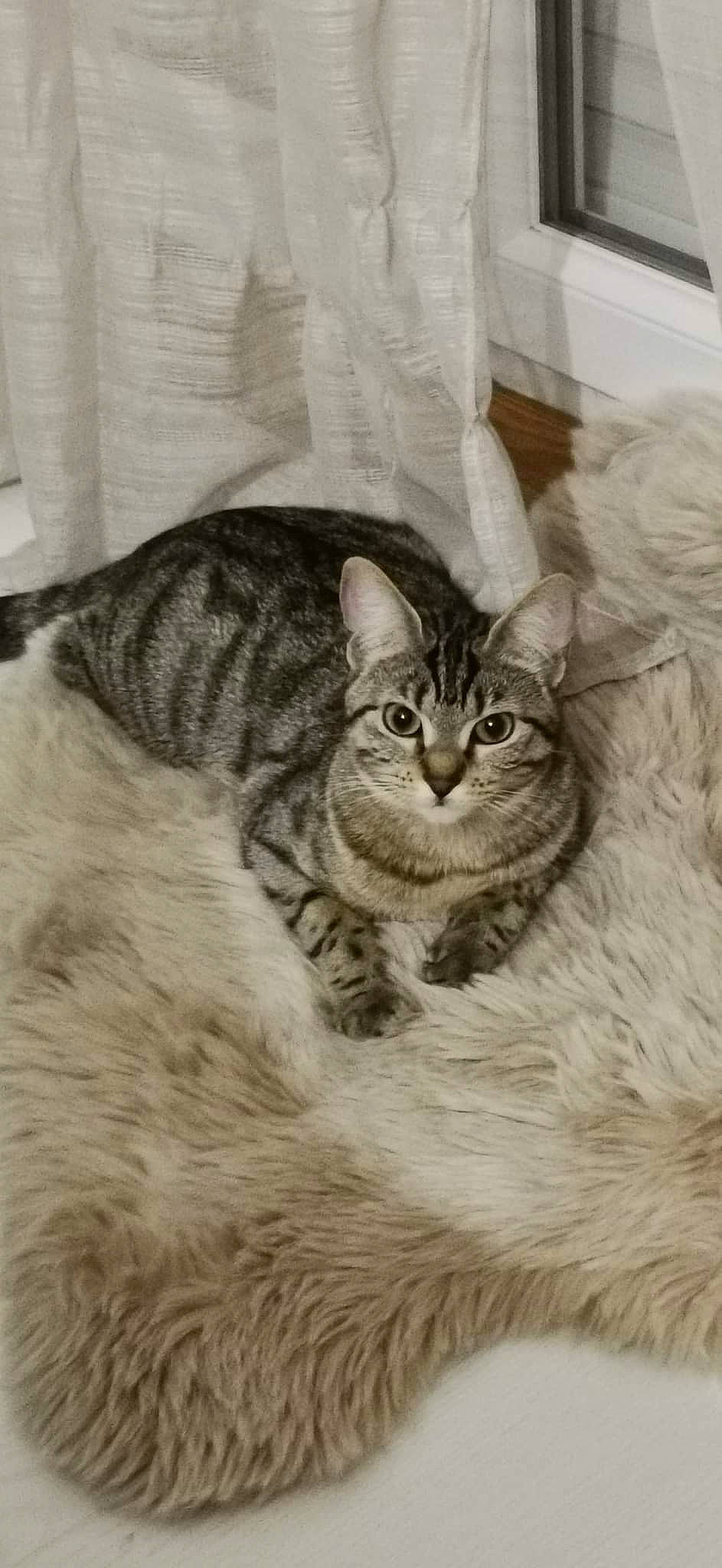 Izy a rejoint le concours — aidez-le/la à gagner de superbes lots ! art, carnivore, cat, domestic_short_haired_cat, door, drawing, felidae, fur, grey, illustration, monochrome, painting, paw, small_to_medium_sized_cats, snout, tail, terrestrial_animal, visual_arts, whiskers, window