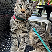 Nala a rejoint le concours — aidez-le/la à gagner de superbes lots ! cat, tabby, animal, pet, leash, collar, outdoor, chair, metal, green_eyes, curious, sitting, close_up, feline, striped, whiskers, paws, daylight, urban, background_people