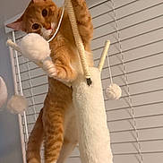 Love joined the competition — help win amazing prizes! cat, kitten, orange_cat, white_cat, animal, pet, feline, playing, climbing, scratching_post, cat_tree, toy, pom_pom, fuzzy_toy, indoor, home, window_blinds, playful, portrait, action_pose