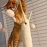 cat, kitten, orange_cat, white_cat, animal, pet, feline, playing, climbing, scratching_post, cat_tree, toy, pom_pom, fuzzy_toy, indoor, home, window_blinds, playful, portrait, action_pose
