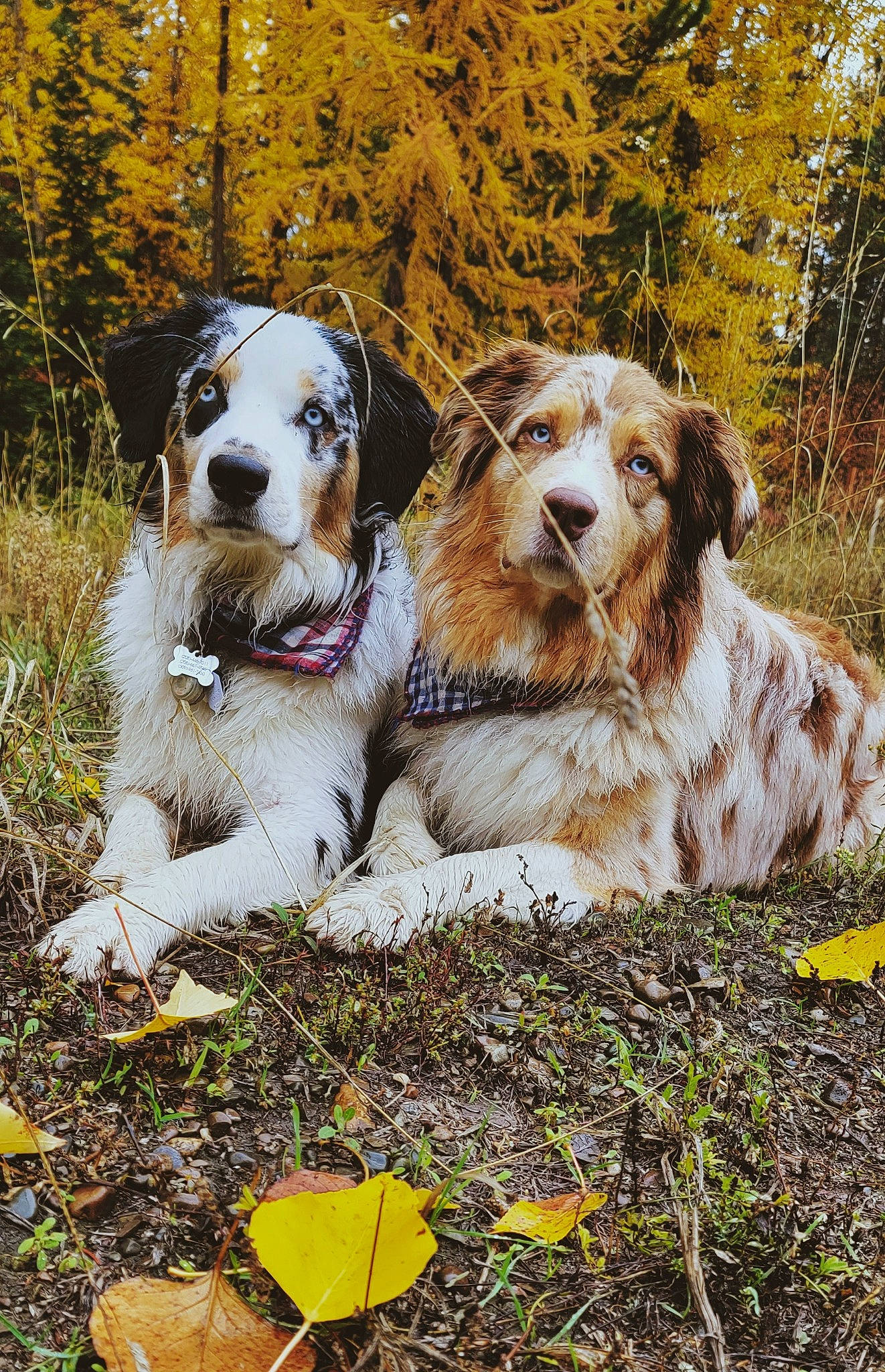 Colt And River joined the competition — help win amazing prizes! art, autumn, canidae, carnivore, companion_dog, dog, dog_breed, fawn, fur, grass, gun_dog, natural_landscape, plant, snout, soil, sporting_group, terrestrial_animal, tree, walking, working_dog