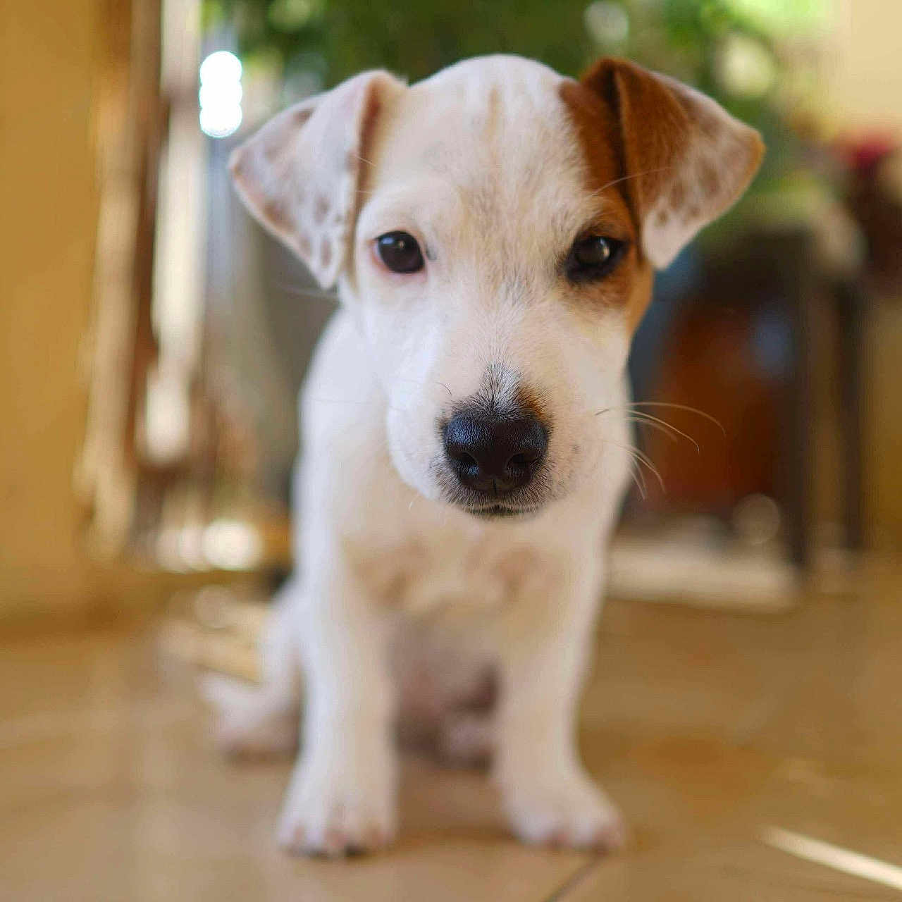 Athena a rejoint le concours — aidez-le/la à gagner de superbes lots ! puppy, dog, young, pet, indoor, tile_floor, brown_patch, white_fur, cute, animal, portrait, sitting, close_up, curious, ears, whiskers, floor, blurry_background, domestic, small