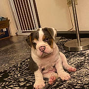 Apollo is registered to the contest to win money with this photo: animal, baby_gate, bulldog, carpet, cute, dog, domestic, ears, expression, floor, fur, home, indoor, lamp, paw, pet, pink_nose, puppy, sitting, young