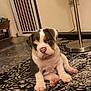 animal, baby_gate, bulldog, carpet, cute, dog, domestic, ears, expression, floor, fur, home, indoor, lamp, paw, pet, pink_nose, puppy, sitting, young