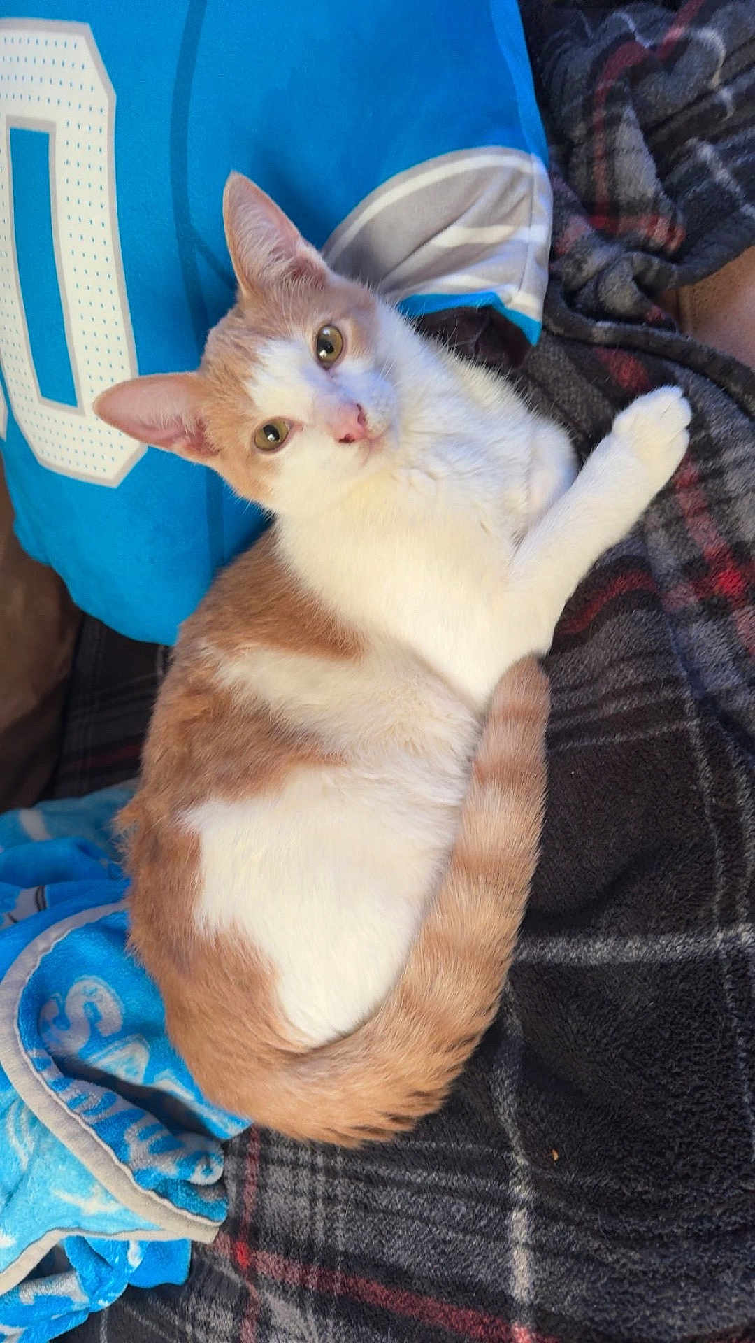 Rocky is registered to the contest to win money with this photo: cat, orange_and_white_cat, pet, feline, animal, indoor, blanket, plaid, soft, cute, relaxed, fur, whiskers, tail, eyes, resting, cozy, comfort, home, pillow