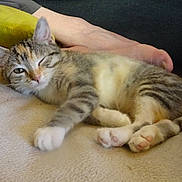 Kawaï participe au concours pour gagner de l'argent avec cette photo : animal, blanket, cat, closeup, couch, cute, domestic, feline, fur, human_hand, indoor, kitten, paw, pet, relaxing, resting, sleepy, soft, tabby, winking