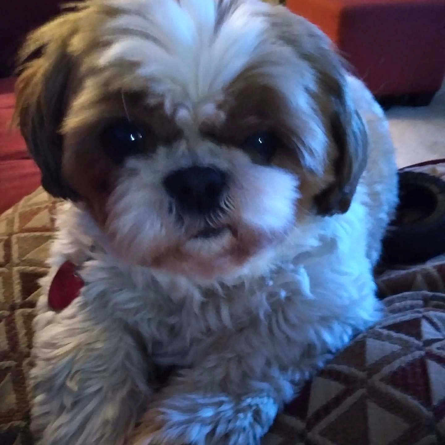 Simon is registered to the contest to win money with this photo: animal, brown_and_white_fur, close_up, companion, cozy, cushion, cute, dog, ears, eyes, face, fluffy, fur, home, indoor, nose, patterned_fabric, pet, relaxed, sofa