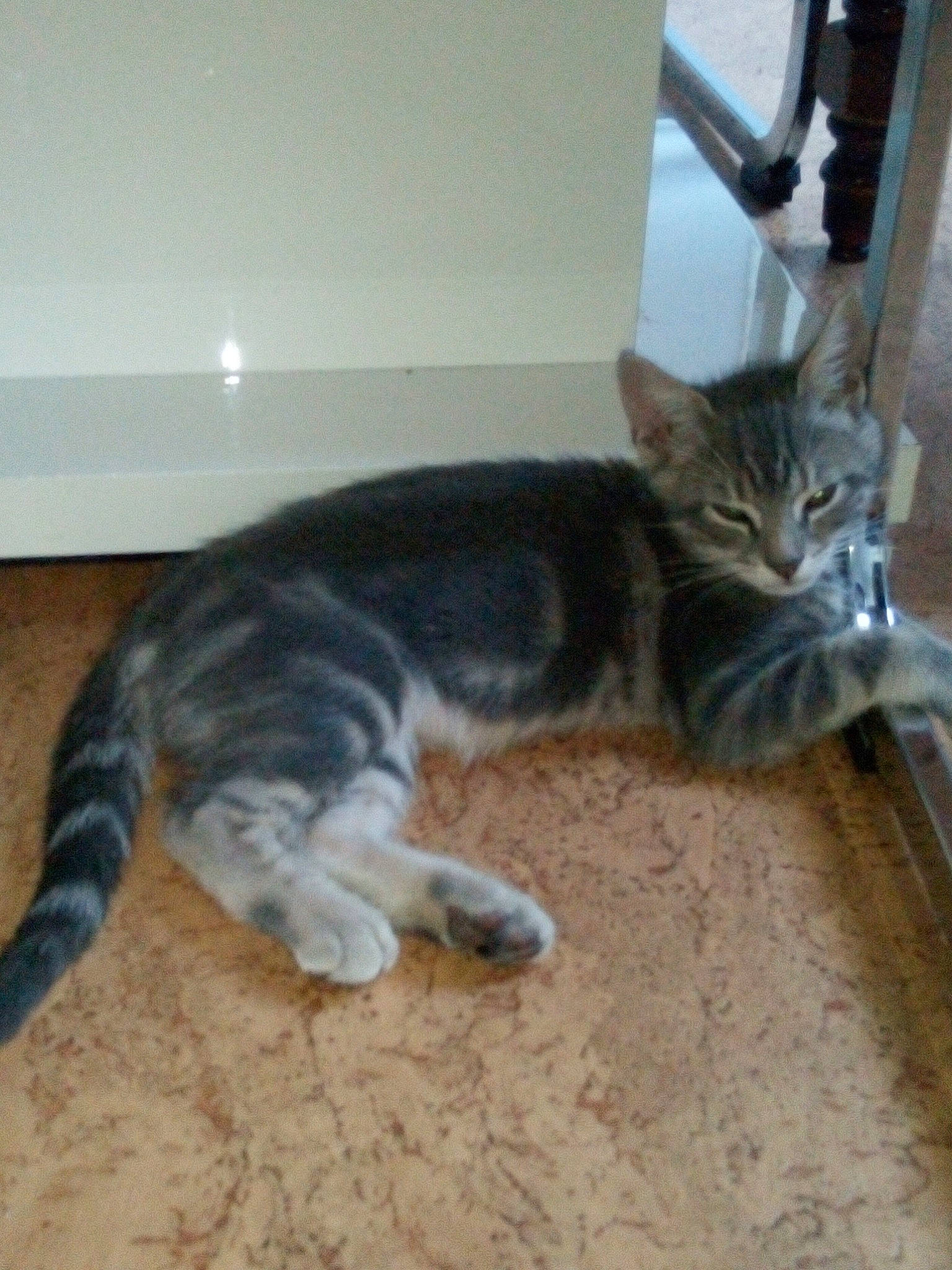 Frimousse participe au concours pour gagner de l'argent avec cette photo : american_shorthair, carnivore, cat, domestic_short_haired_cat, dragon_li, european_shorthair, felidae, kitten, maine_coon, mammal, small_to_medium_sized_cats, tabby_cat, tail, whiskers