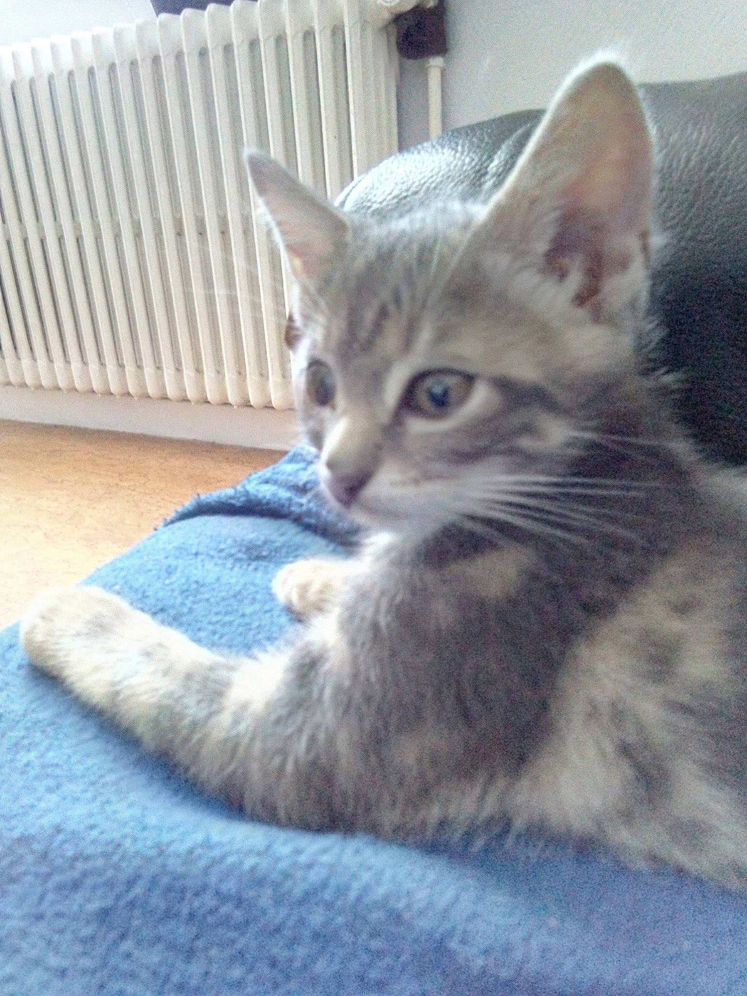 Frimousse participe au concours pour gagner de l'argent avec cette photo : aegean_cat, asian, australian_mist, burmilla, carnivore, cat, domestic_short_haired_cat, egyptian_mau, european_shorthair, felidae, kitten, mammal, ojos_azules, oriental_longhair, oriental_shorthair, polydactyl_cat, small_to_medium_sized_cats, tabby_cat, vertebrate, whiskers