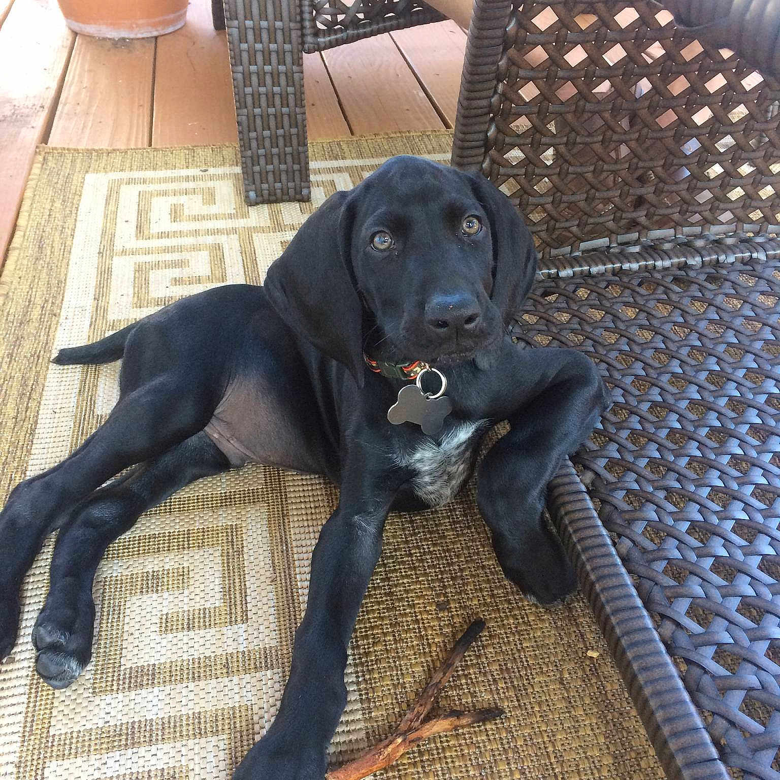 Lambeau joined the competition — help win amazing prizes!