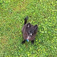 Cricket joined the competition — help win amazing prizes! puppy, dog, black_fur, grass, outdoor, pet, cute, fluffy, young_dog, animal, canine, collar, greenery, nature, small_dog, adorable, playful, fur, grass_field, looking_up