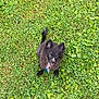 puppy, dog, black_fur, grass, outdoor, pet, cute, fluffy, young_dog, animal, canine, collar, greenery, nature, small_dog, adorable, playful, fur, grass_field, looking_up