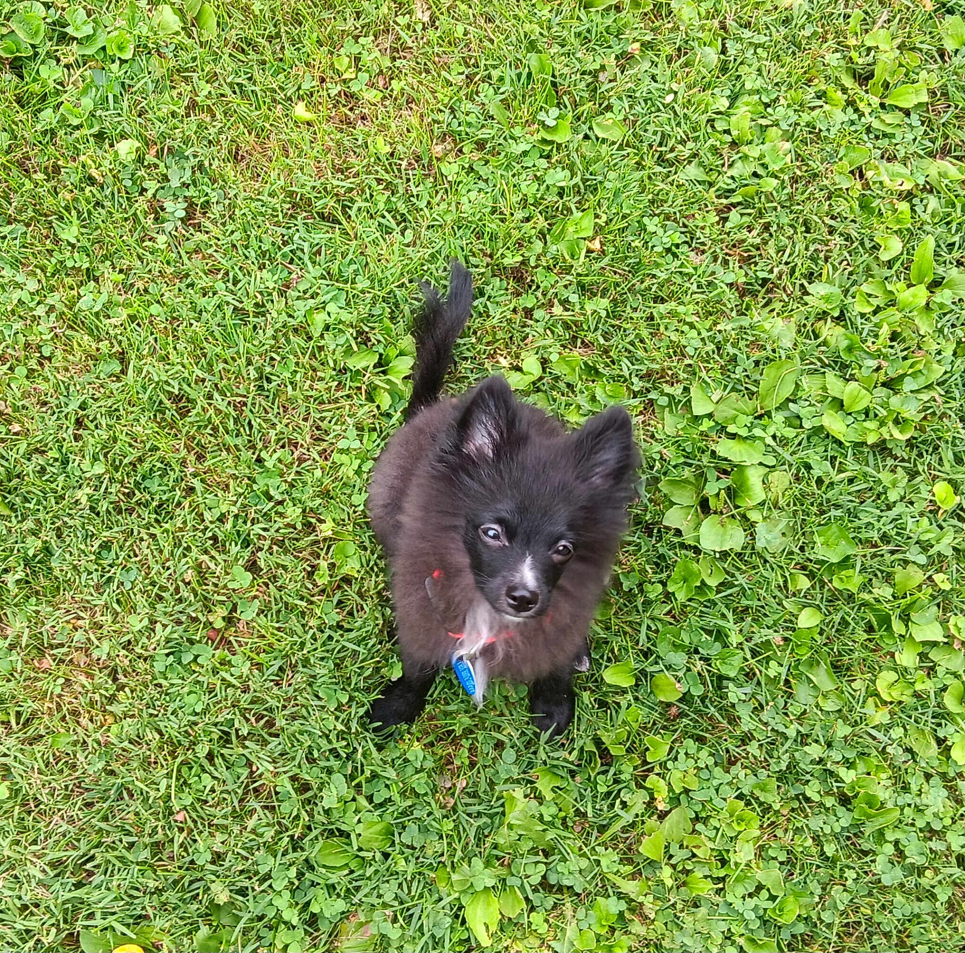 Cricket joined the competition — help win amazing prizes! puppy, dog, black_fur, grass, outdoor, pet, cute, fluffy, young_dog, animal, canine, collar, greenery, nature, small_dog, adorable, playful, fur, grass_field, looking_up