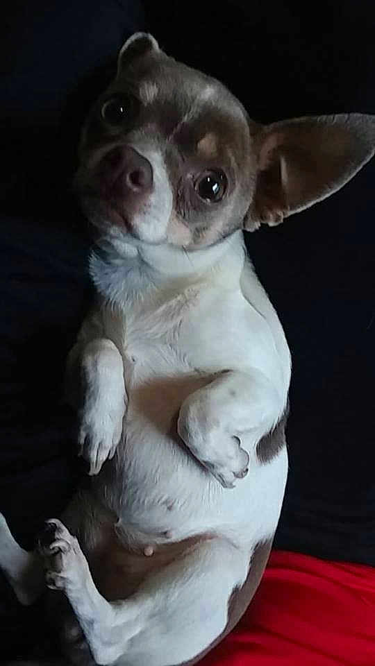 Moo